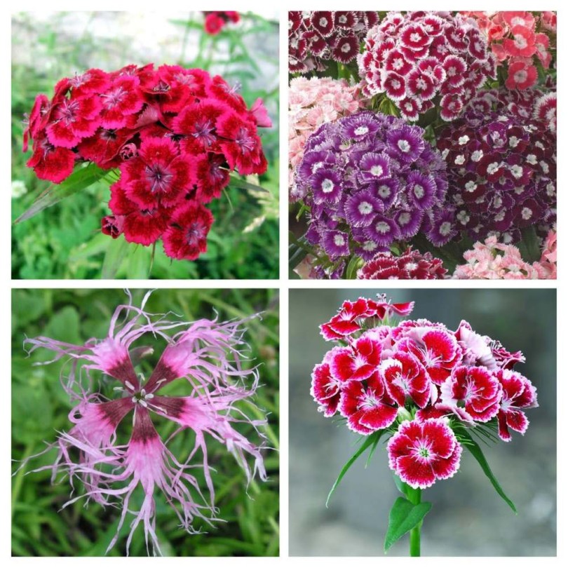 Szegfűfélék válogatáscsomag, Dianthus sp., vetőmag, akció, kedvezmény